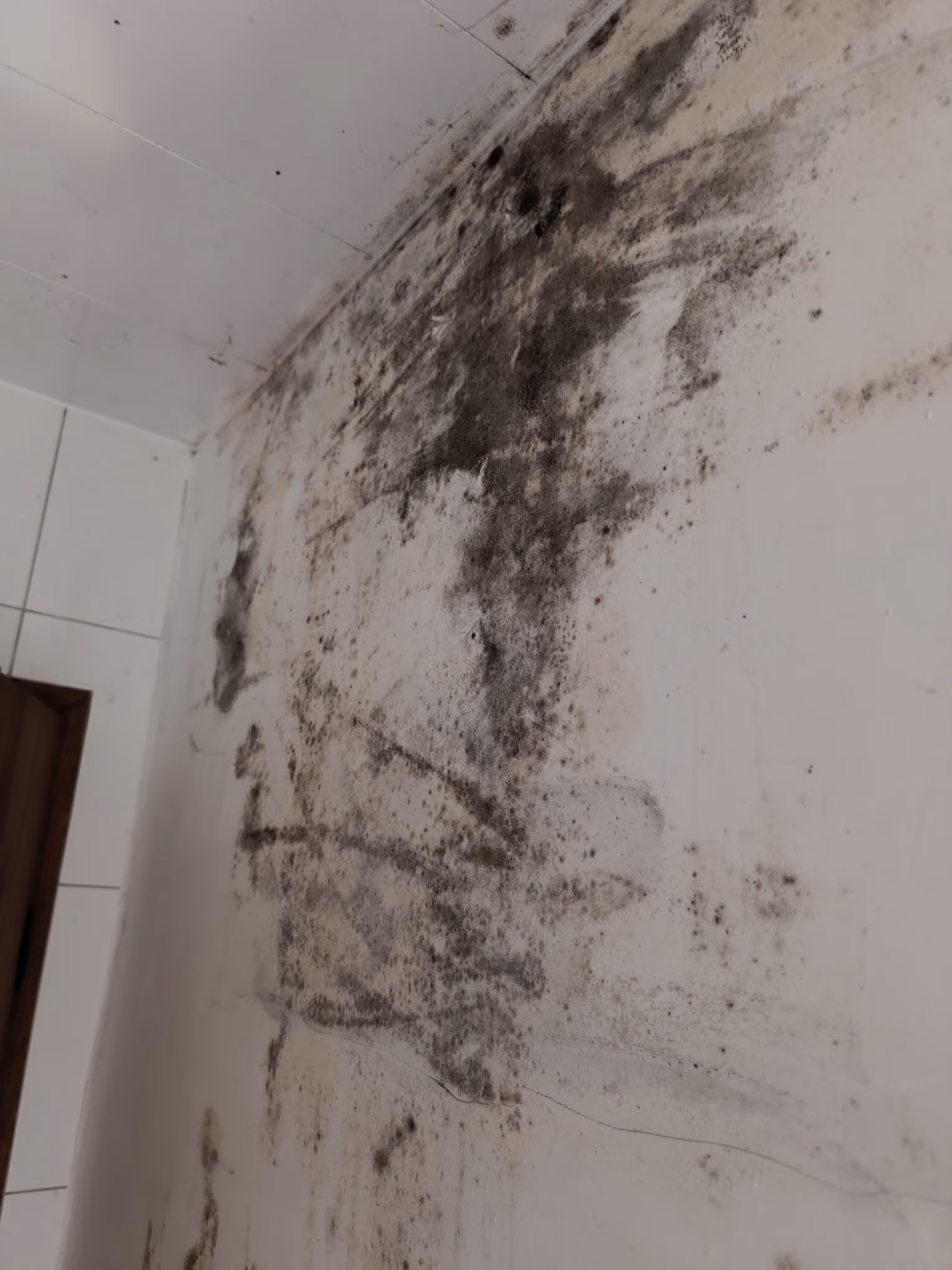 Feuchtigkeit und Schimmelbildung an Wand vor Sanierungsarbeiten