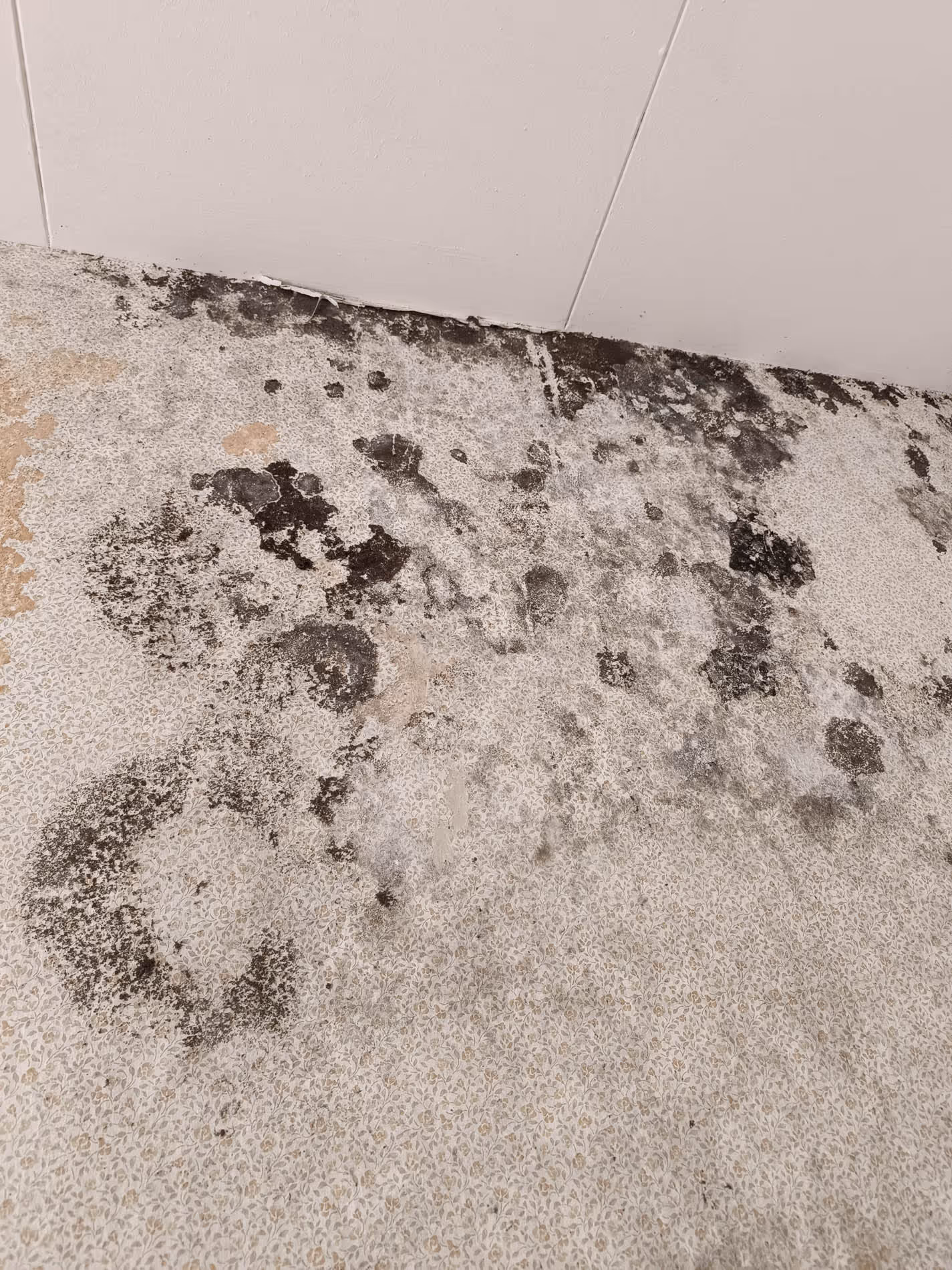 Typische Schimmelschäden Mönchengladbach