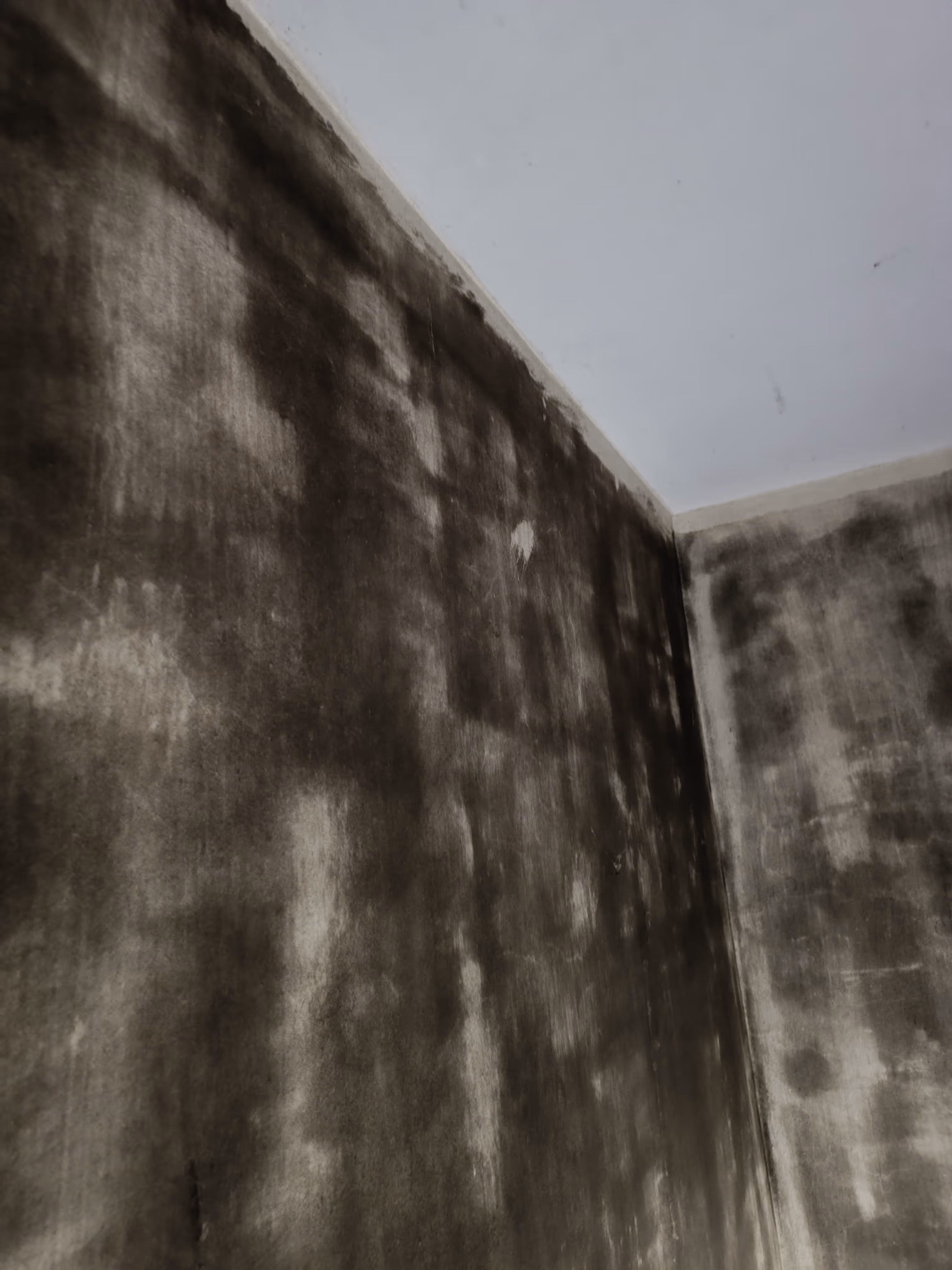 Beispiel für großflächigen Schimmelbefall in Wohnraumwand