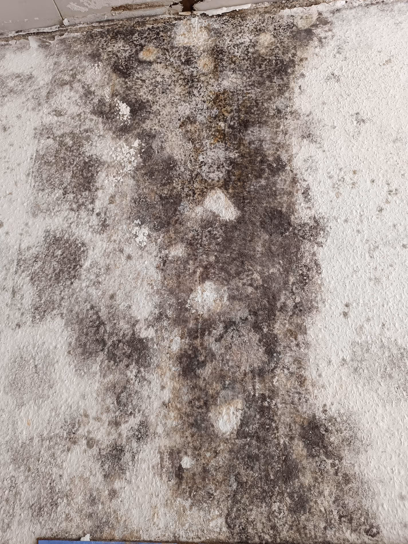 Typische Schimmelschäden Mönchengladbach