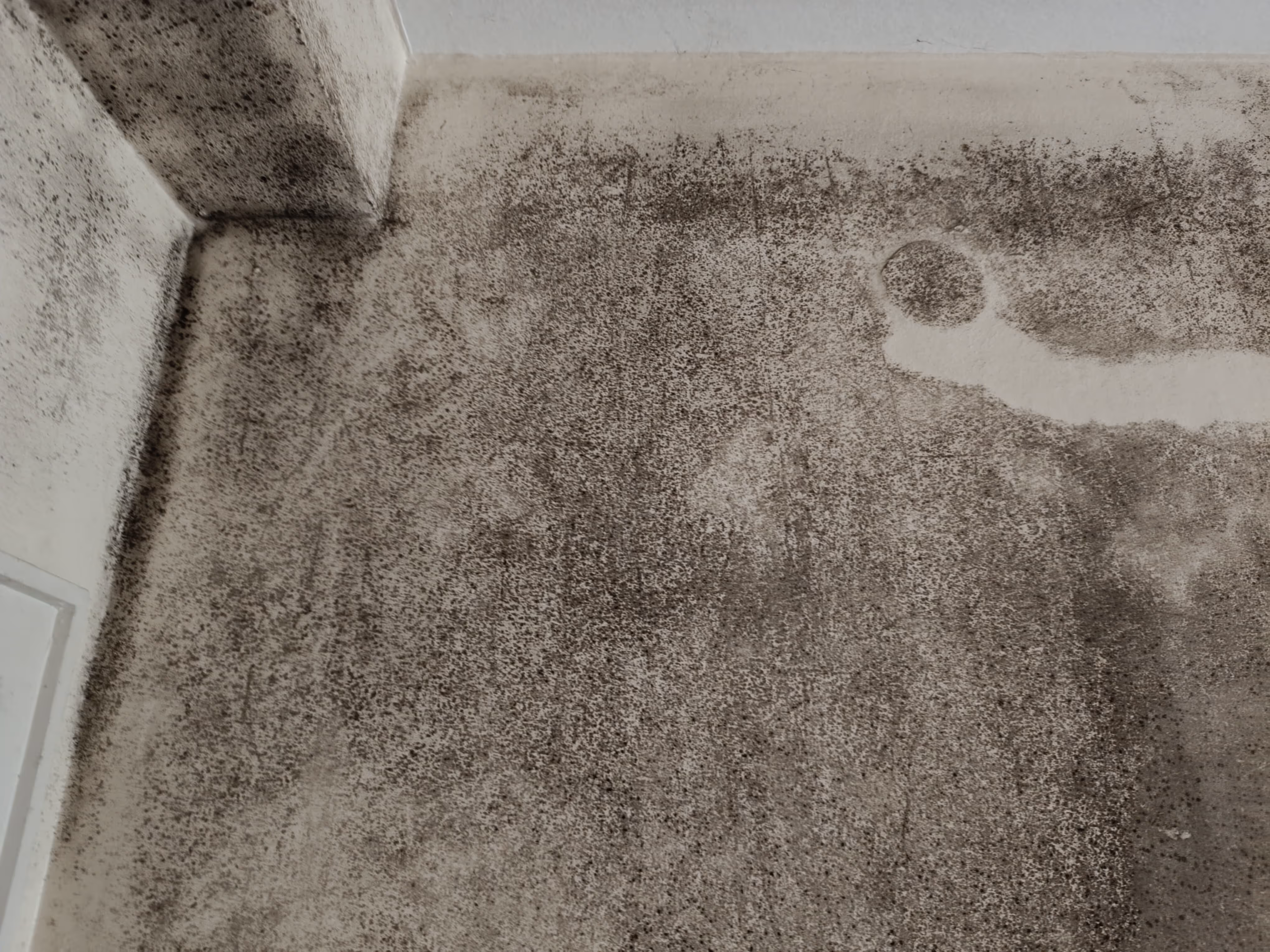 Starker Schimmelpilzbefall vor Schimmelbeseitigung in Mönchengladbach