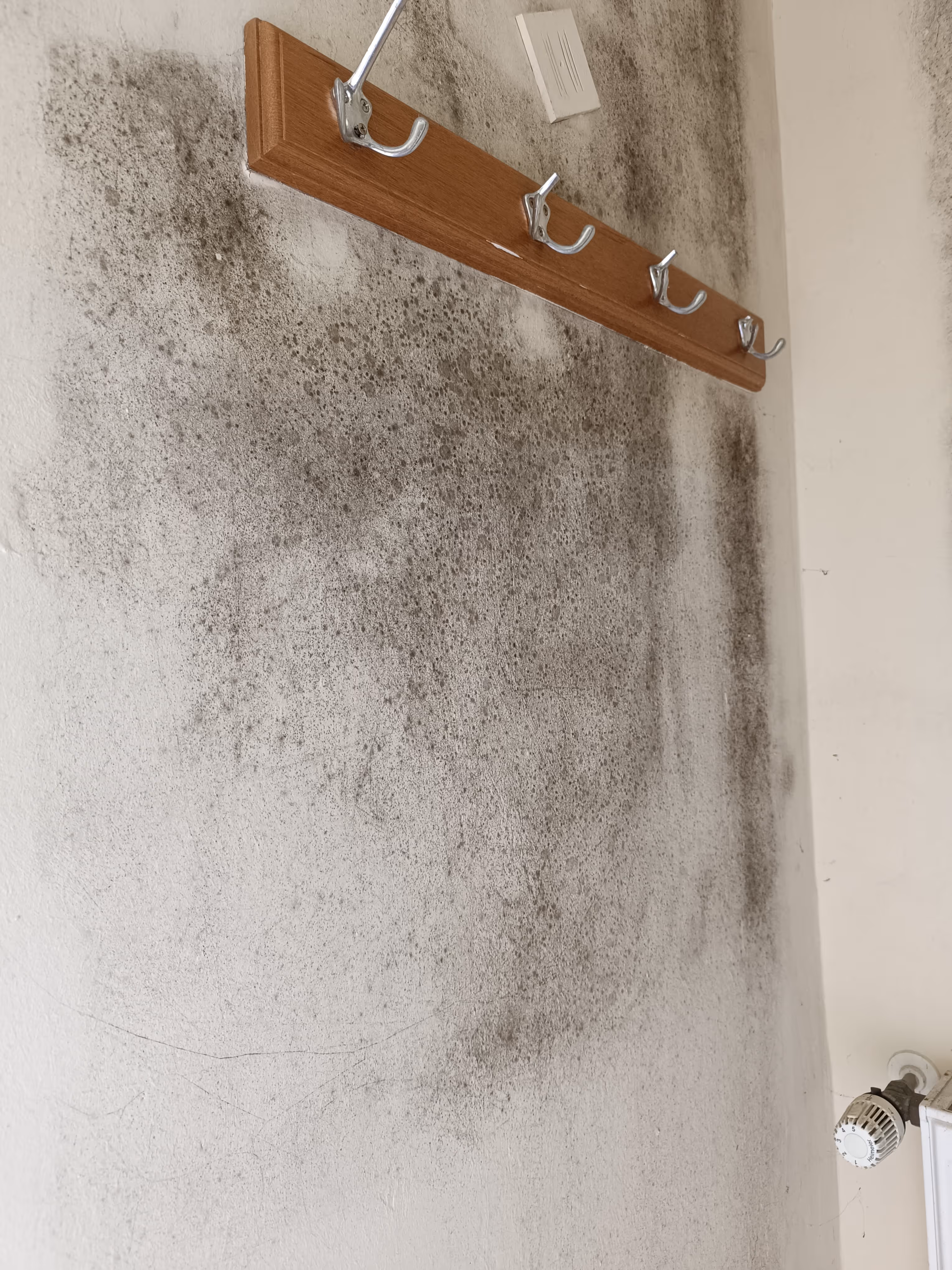 Schimmelschäden an Wandoberfläche mit deutlichen Verfärbungen