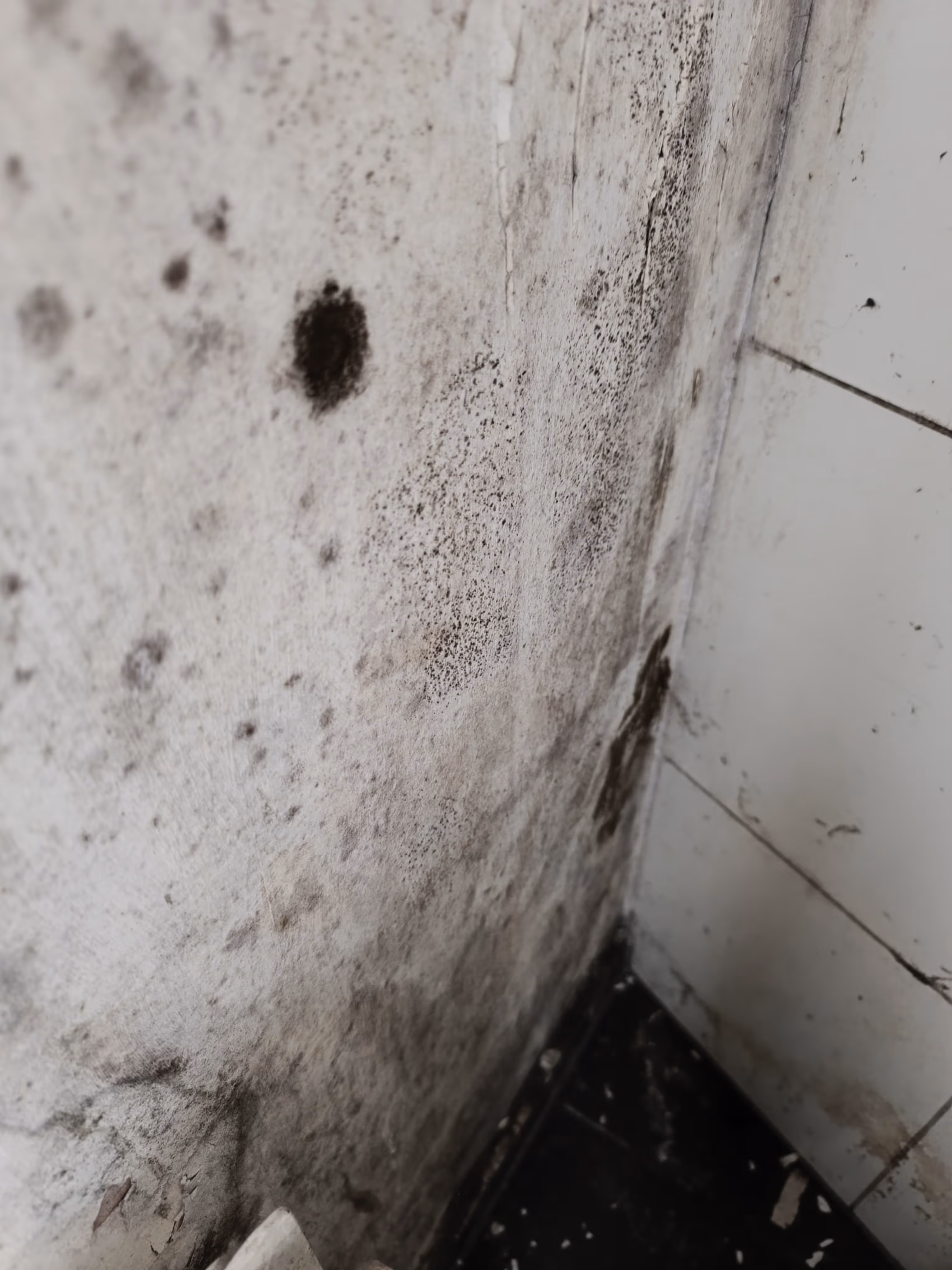 Beispiel für Schimmelschäden in Wohnräumen – Sanierung erforderlich