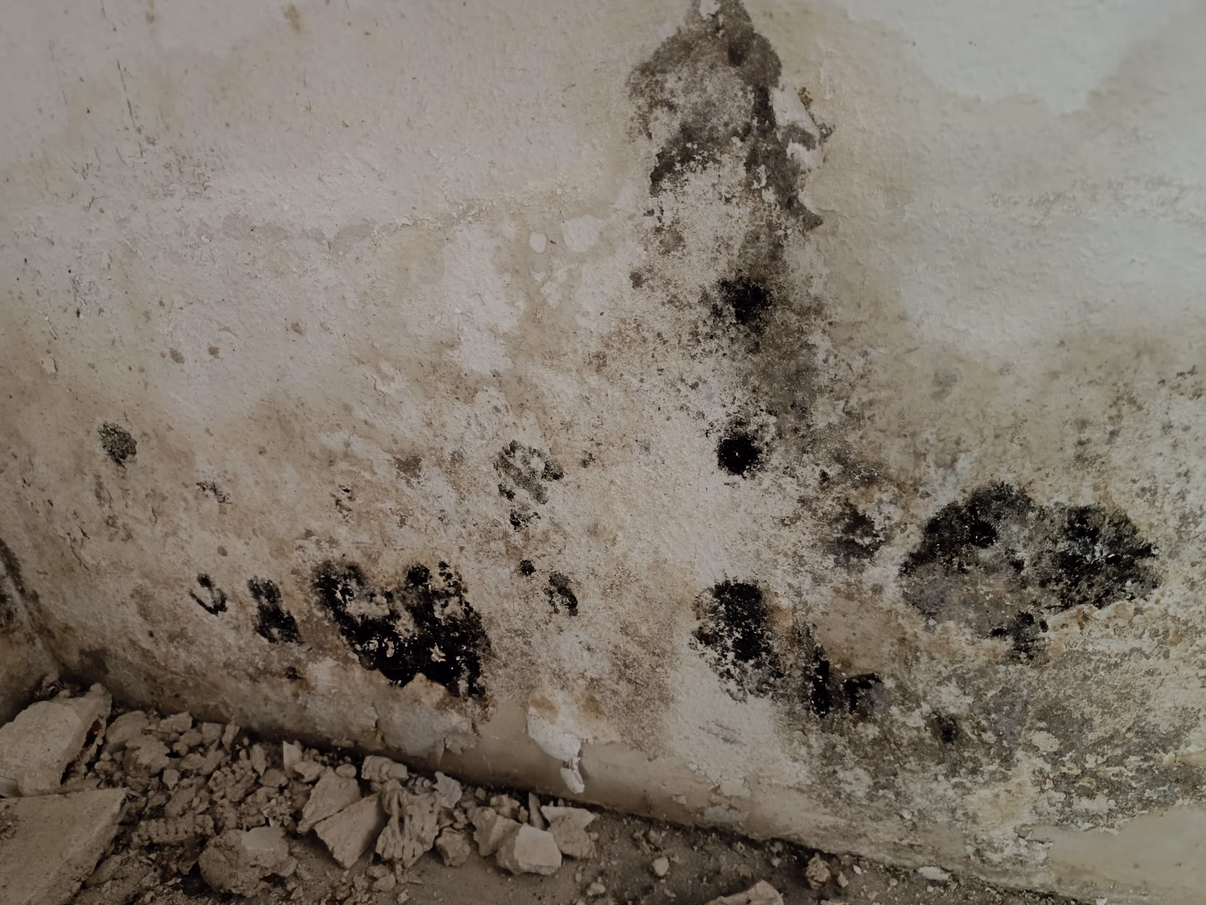 Schimmelbefall auf Putz – sichtbare Schäden vor der Schimmelbeseitigung