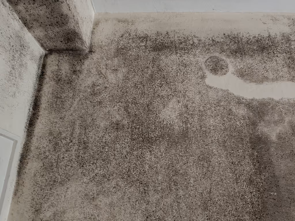 Messung von Wandfeuchtigkeit mit elektronischem Feuchtemessgerät