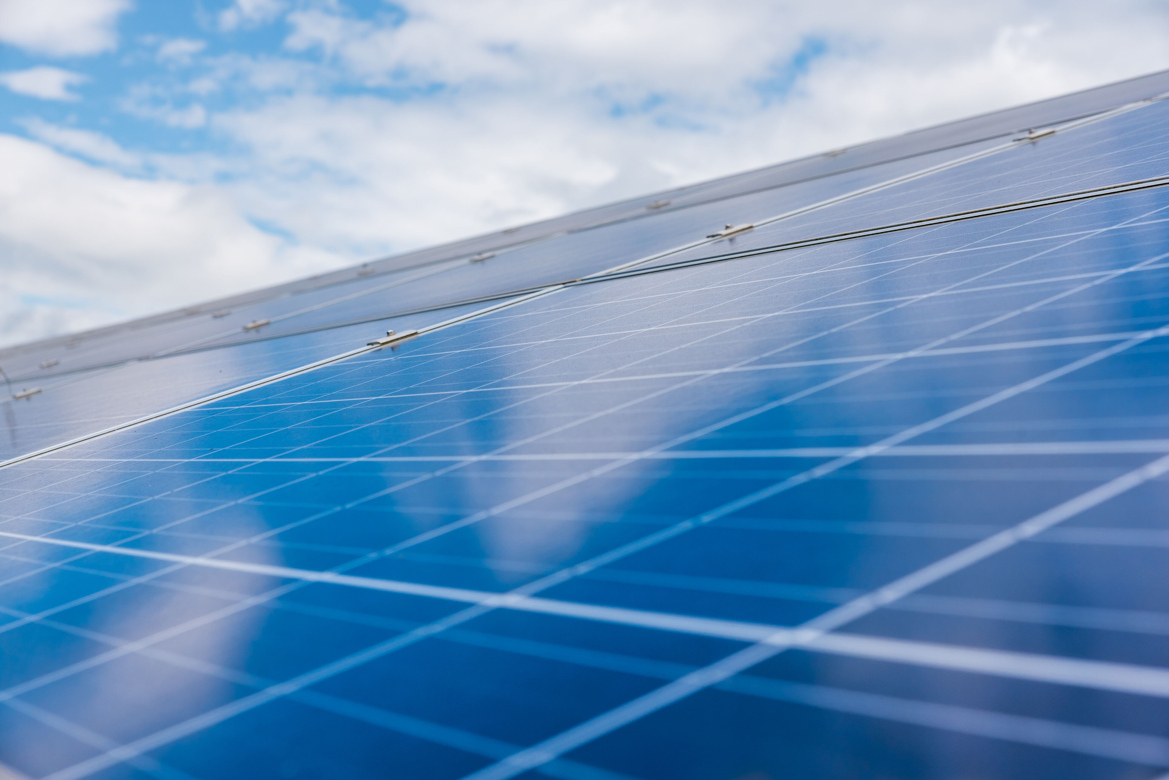 [background image] image of a scenic view of a park (for a veterinary clinic)