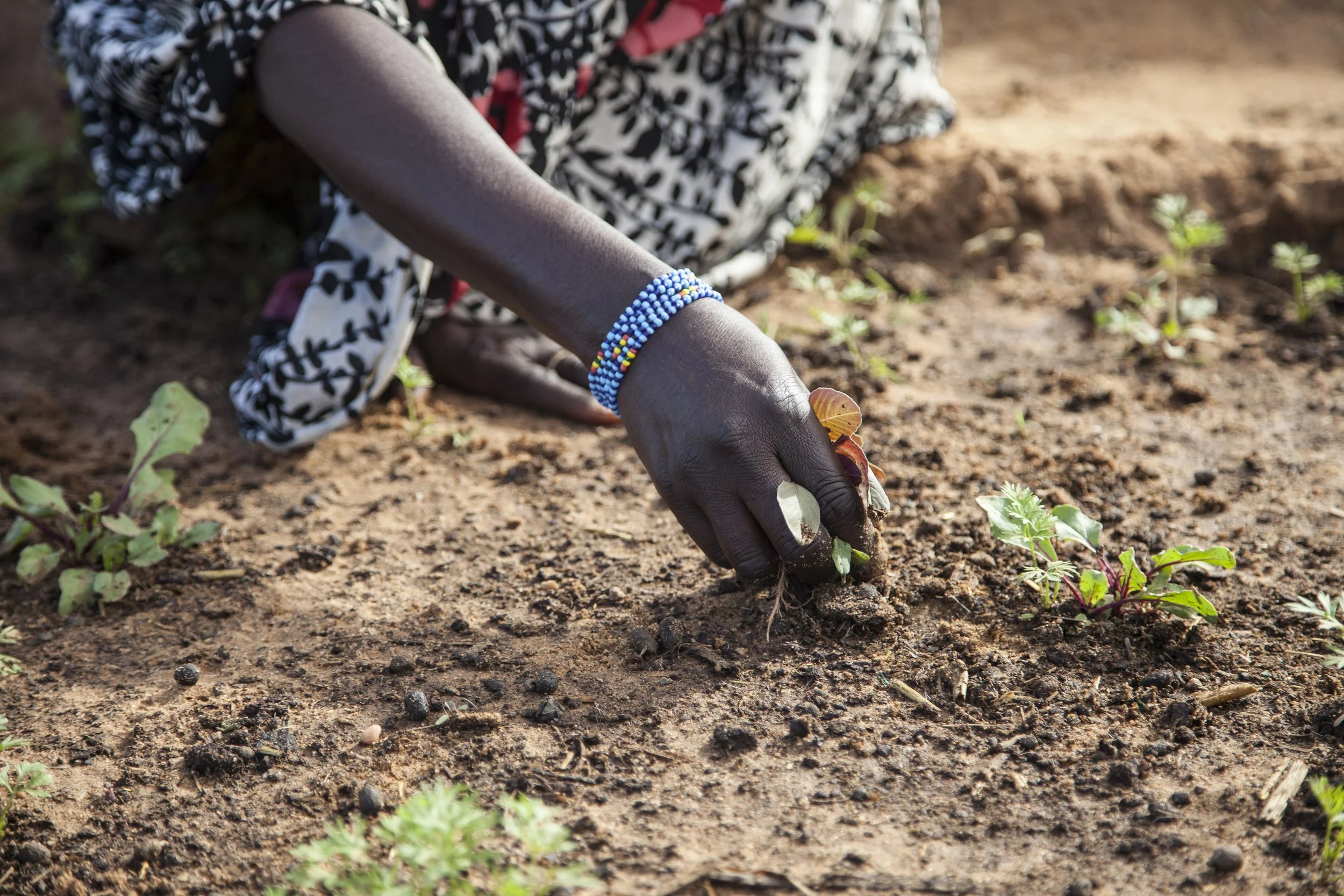 A hand reaching into the soil to touch a plant