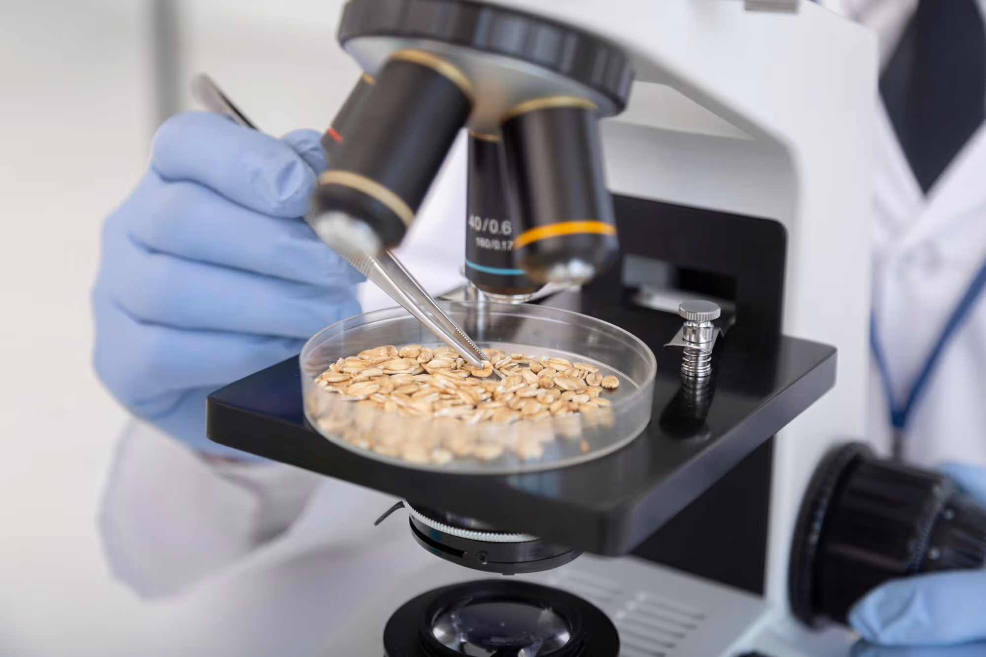 food science laboratory setting where oat grains are being analyzed for quality or safety