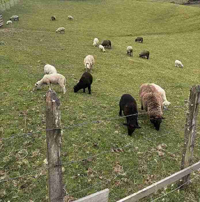 alojamiento rural con animales para niños y mascotas en chiloé