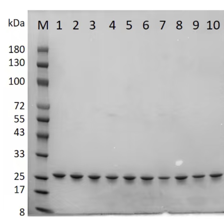 GFP recovery samples from the automated PandaPure™ workflow.