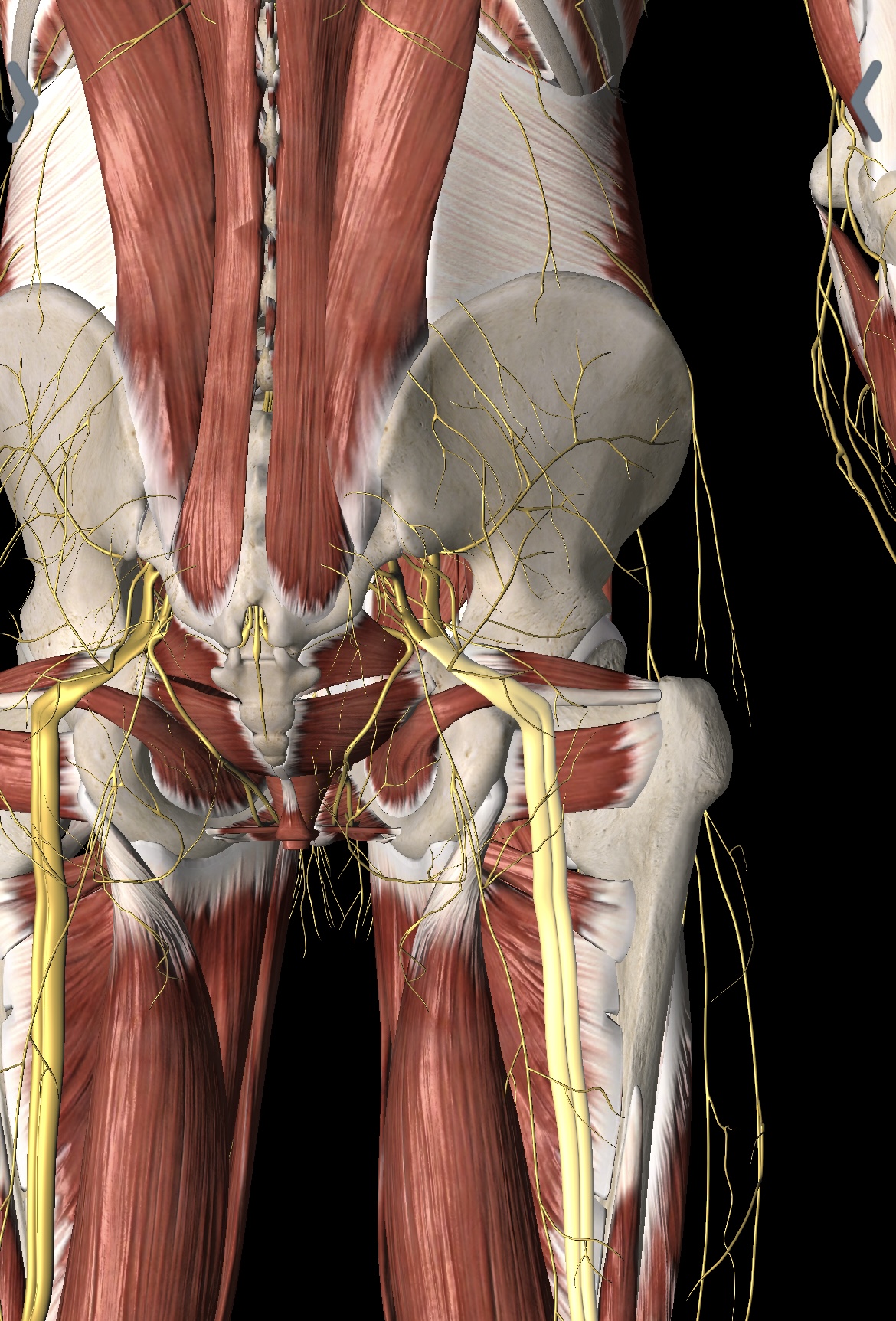 Sciatica explained — North Down Chiropractic & Physiotherapy, Bangor