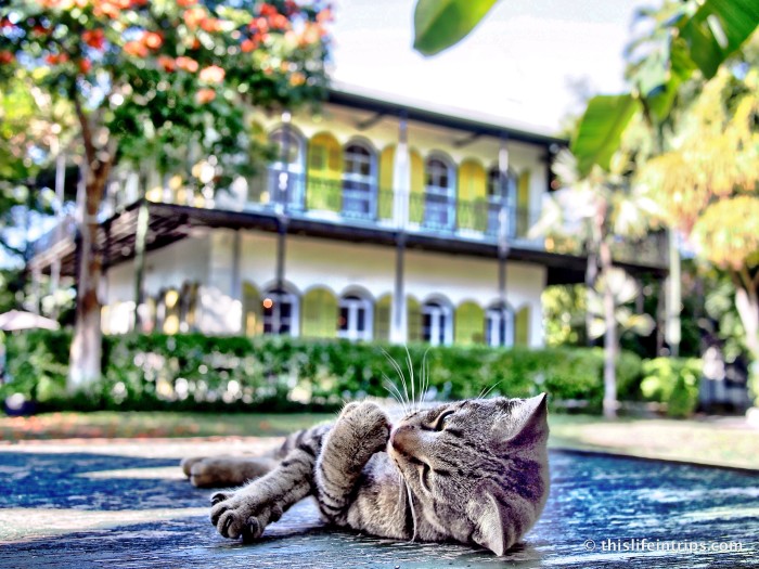 Six toed cat napping in the shade at the Hemingway House.