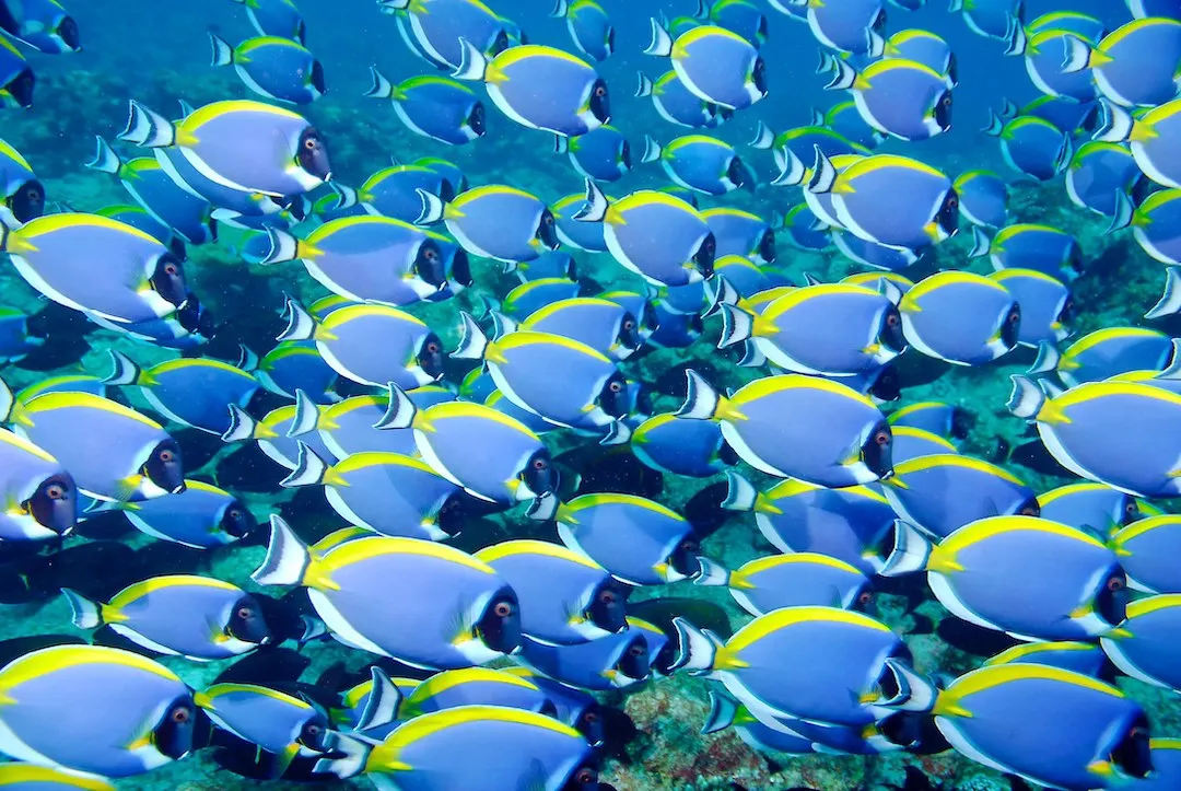 Underwater photo of a school of blue parrot fish with yellow stripe. and black tail.