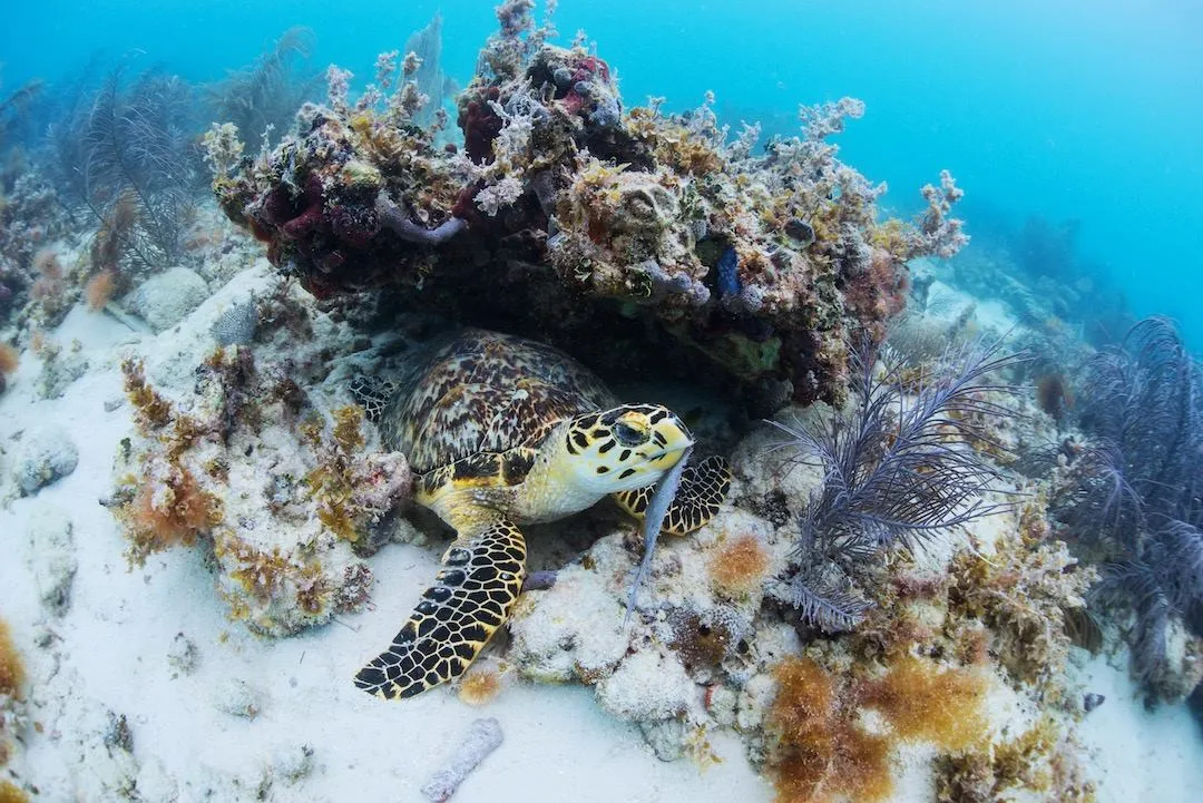 Underwater photo of a big turtle swimming under coral rocks.