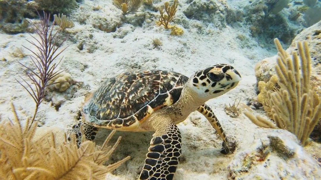 Underwater photo of a baby turtle flowing the the sea floor.