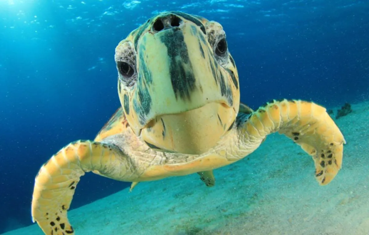 Underwater close up shot of a big turtle looking at the camera