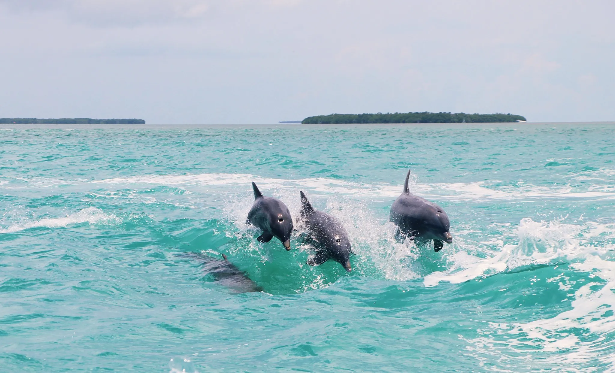 Three dolphins jump out of the water, while following the boat.