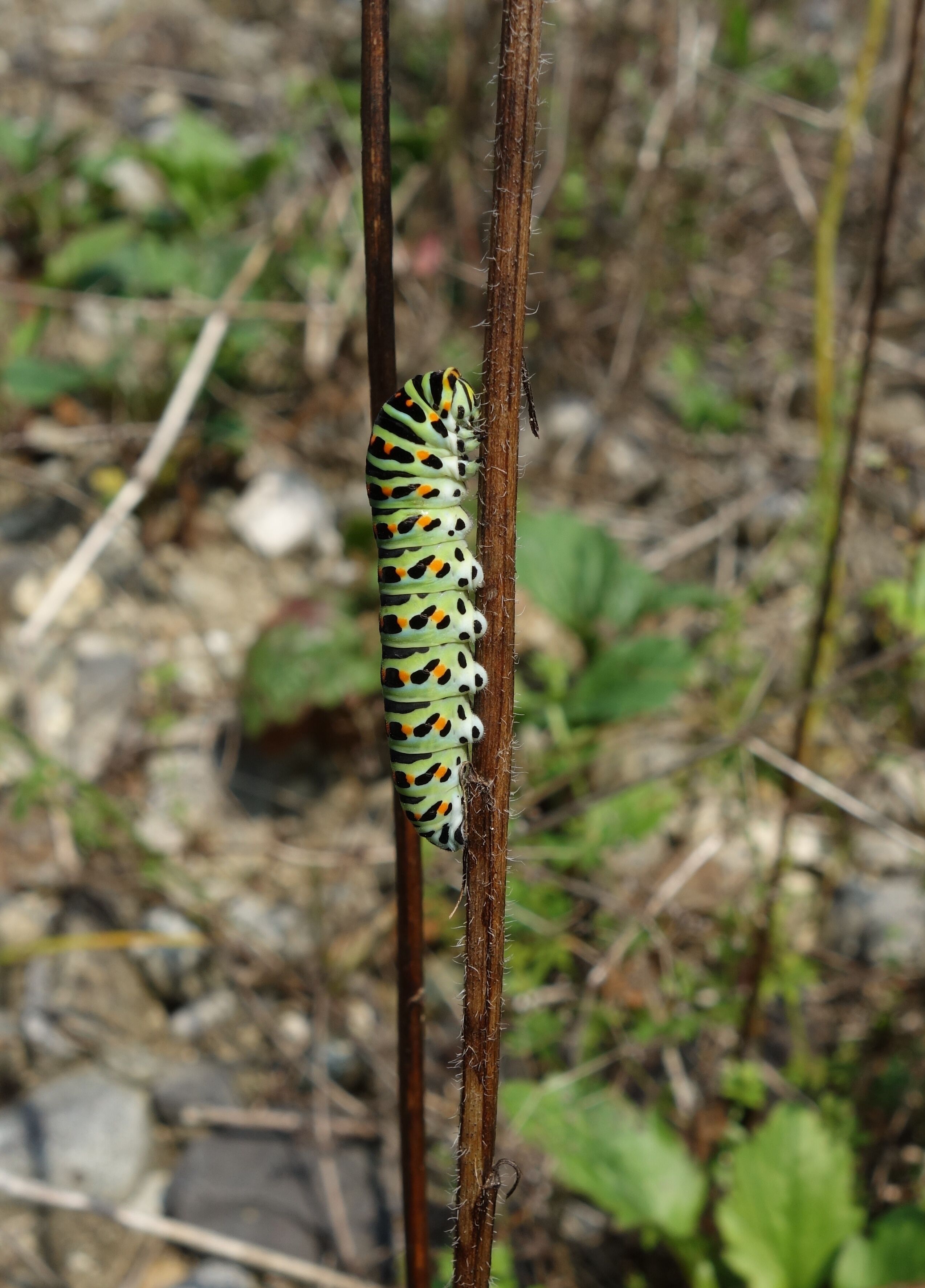 Schwalbenschwanzraupe