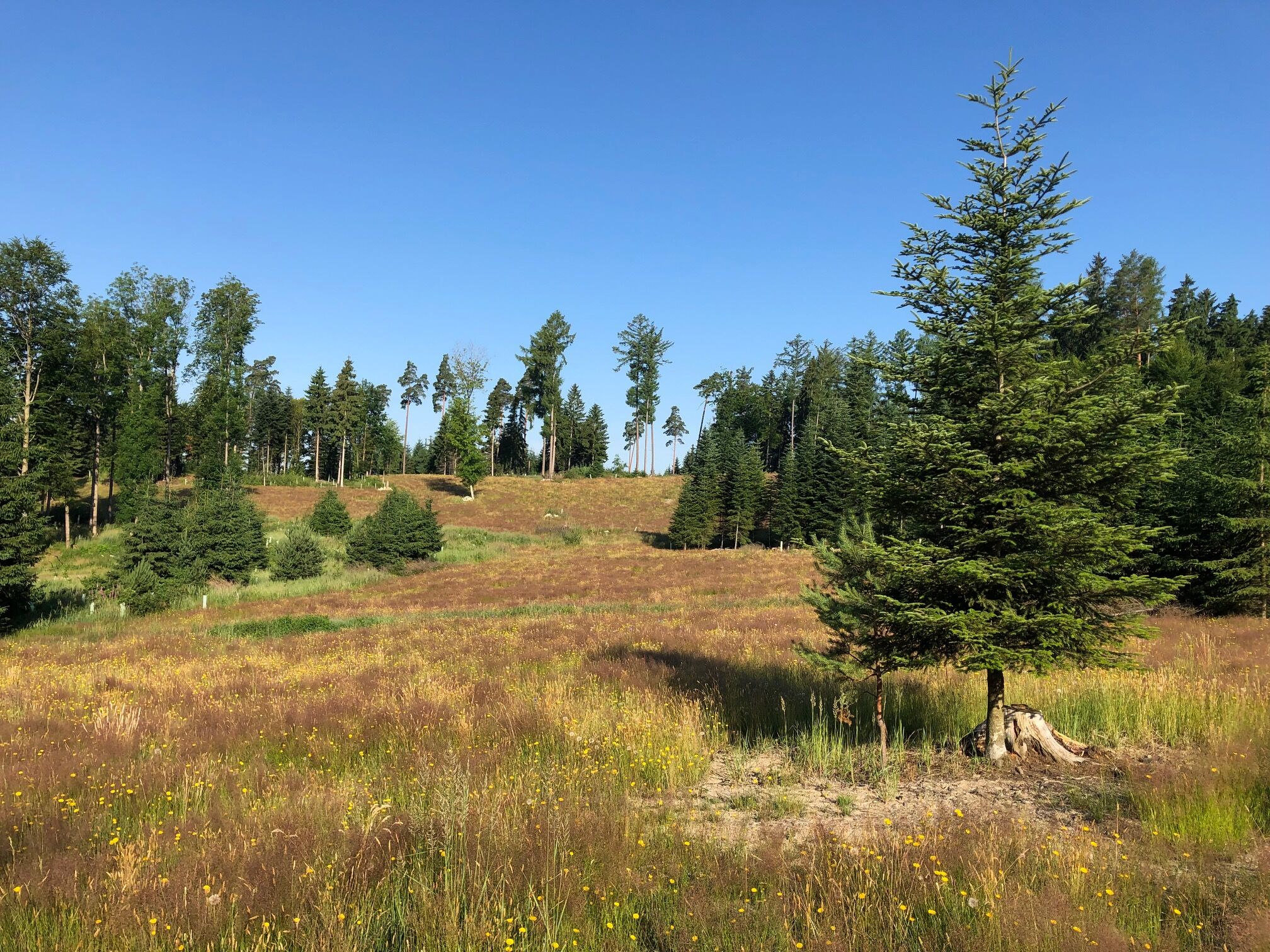 Vogelsang Ökokonto