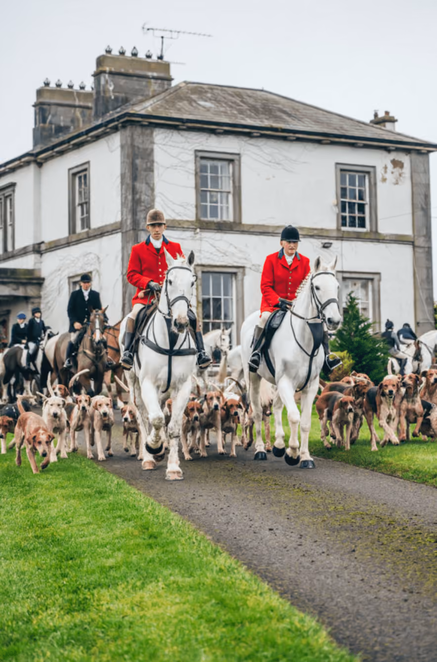 Two riders in red jackets on white horses leading a pack of hounds past a large stone house.