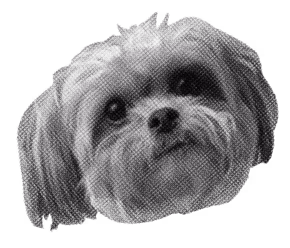 Close-up of a small fluffy dog's face with long ears and a curious expression.