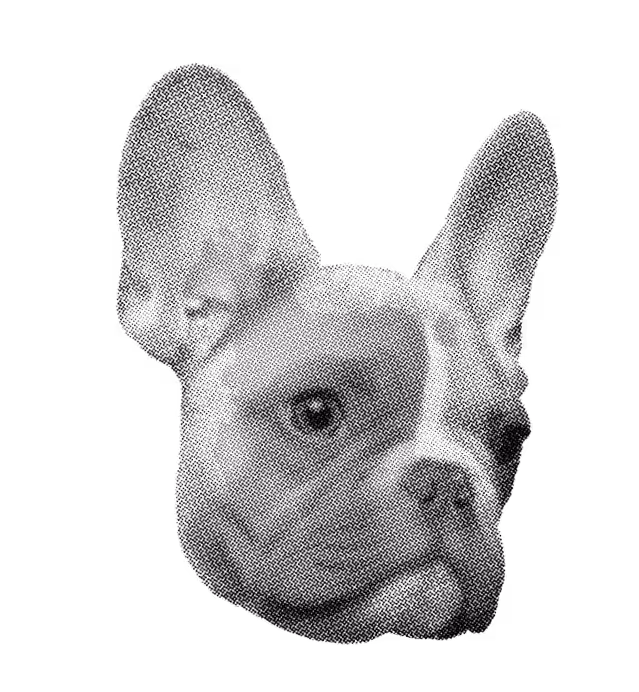 Black and white halftone illustration of a French Bulldog's head facing right.