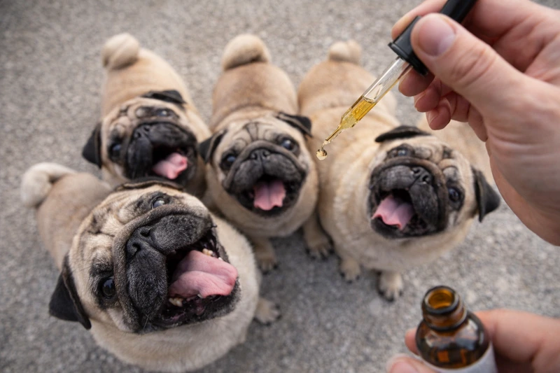 Pet CBD Regulations: What Operators Need to Know in 2026
