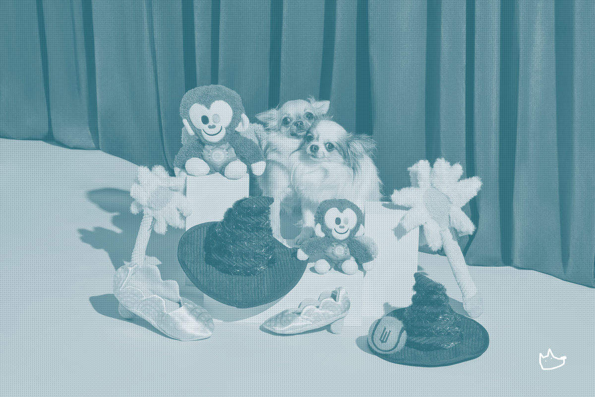 BARK's 1-for-20 Reverse Split Is a Survival Move. The DTC Pet Reckoning Continues.