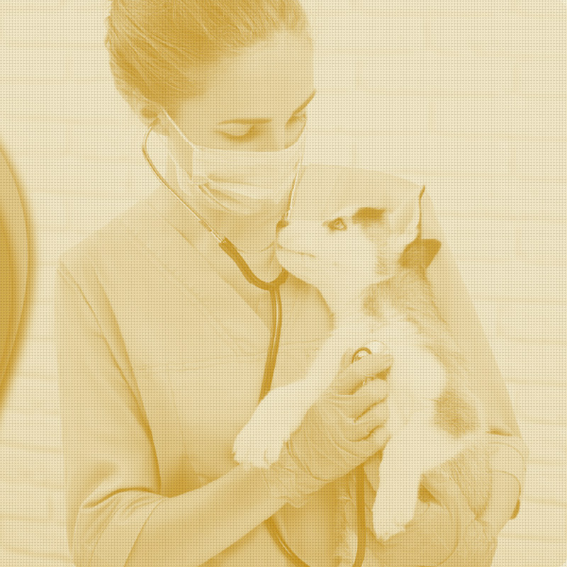 Most Vet AI Companies Won't Show Their Numbers. Vetology Just Published All of Them.