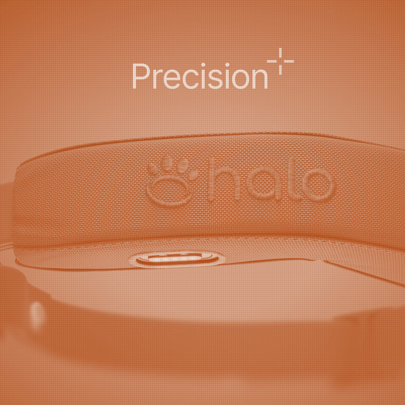 Halo Collar 5 Closes the GPS Accuracy Gap. The Channel Question Is Bigger Than the Tech.