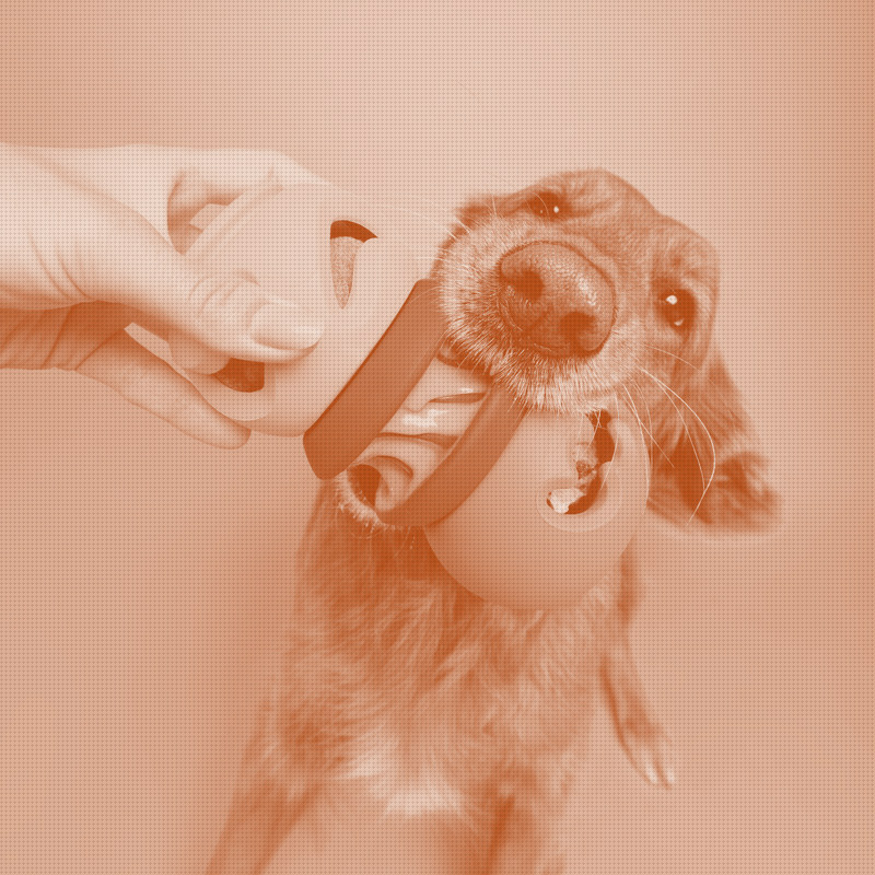 Canada Pooch Spins Out WAGLAB to Attack a Stagnant Dog Toy Category
