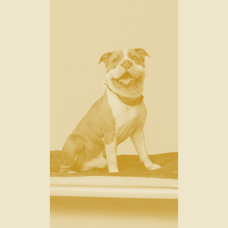 Second Shot Partners With Kuranda Dog Beds to Improve Shelter Adoption Photography