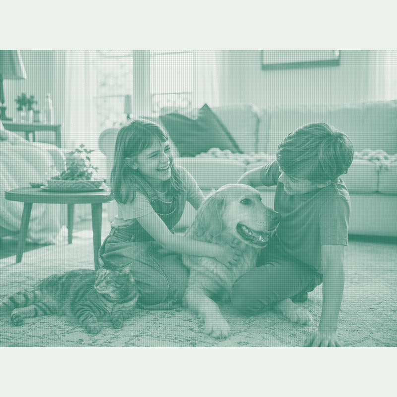 AVMA Sourcebook: Cat Population Up 31% Over Decade, Nearly Triple Dog Growth
