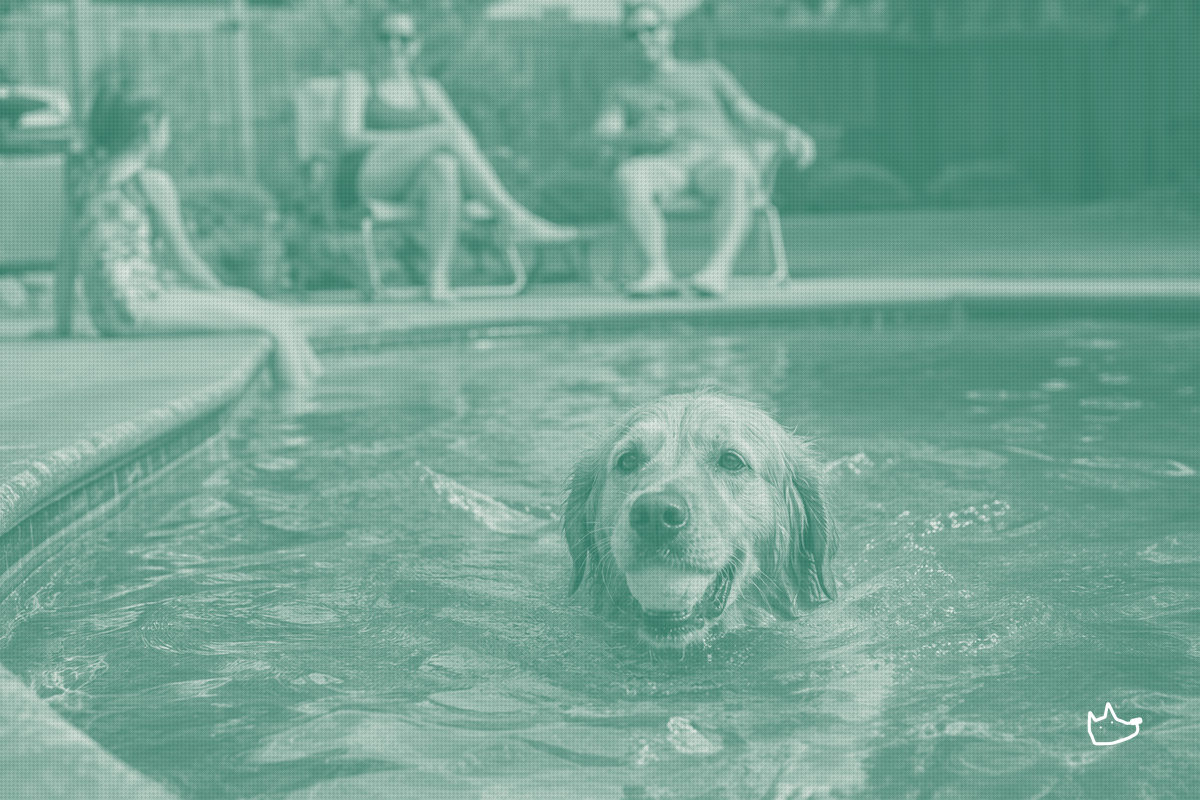 Rover's Summer Survey: Hotels Get Cheaper, Pet Care Stays Premium