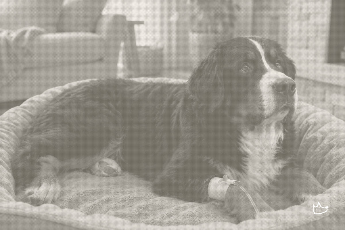 Gallant Posts Pilot Data on IV Stem Cell Therapy for Canine OA, Wins Expanded FDA Conditional Approval Eligibility