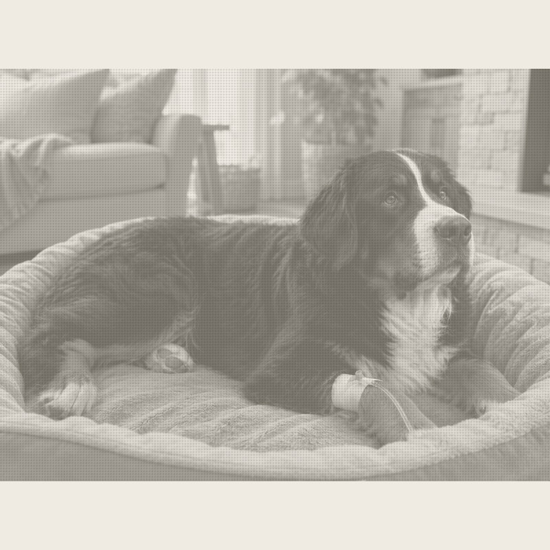Gallant Posts Pilot Data on IV Stem Cell Therapy for Canine OA, Wins Expanded FDA Conditional Approval Eligibility