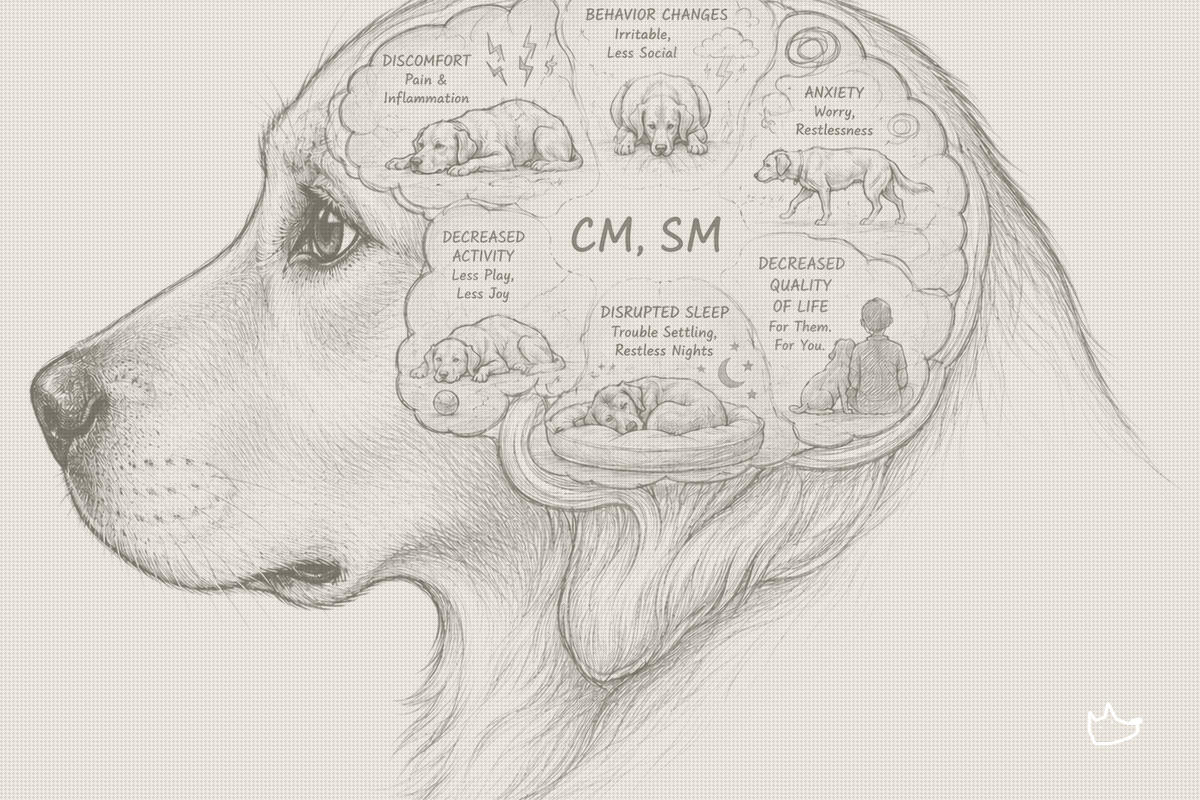 The First FDA-Approved Pregabalin for Dogs Is Also a Test of the Conditional Pathway