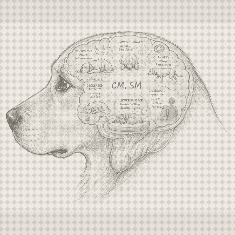 The First FDA-Approved Pregabalin for Dogs Is Also a Test of the Conditional Pathway