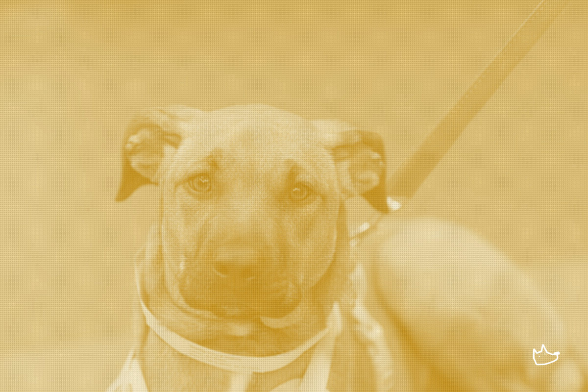 A Human-Medical Distribution Giant Just Crossed Into the Vet Channel