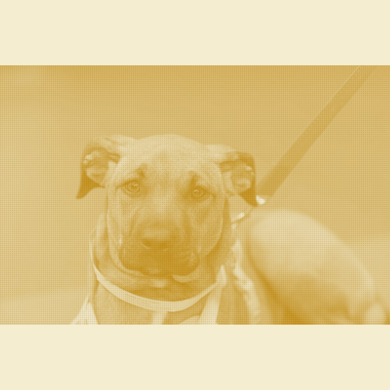 A Human-Medical Distribution Giant Just Crossed Into the Vet Channel