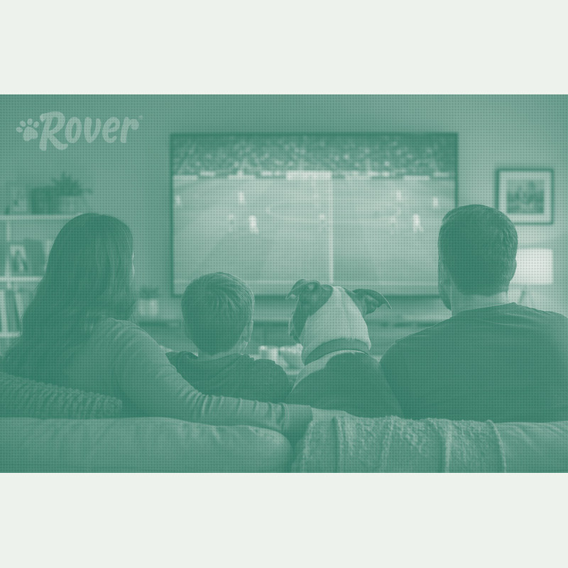 Rover Survey Says Pets Reshape World Cup Viewing, and Pet Sitter Demand With It