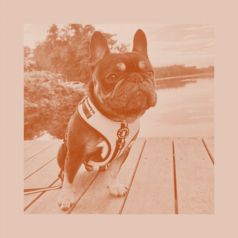 Wag Trendz Bets a Patent Filing Can Beat Ruffwear in Cooling Harnesses