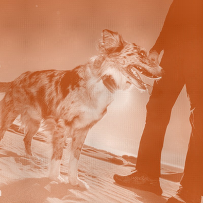 Fi Puts Its Dog Tracker on Starlink Satellites, Betting Connectivity Is the Moat