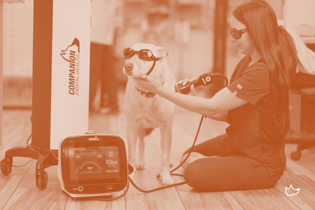 Enovis Refreshes Its Veterinary Laser Flagship as Rehab Hardens Into a Clinic Revenue Line