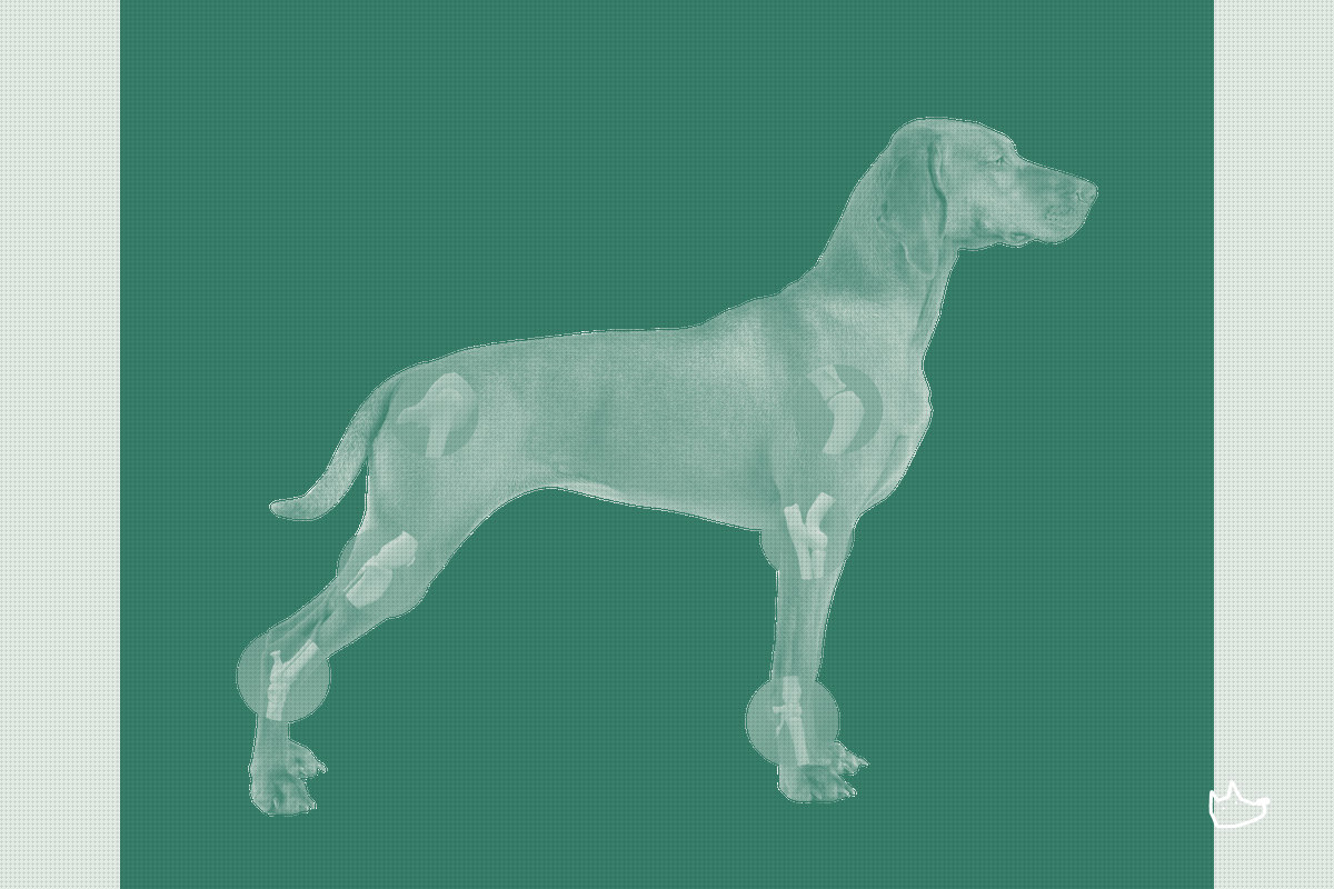 PetVivo's Joint Solution Clears a Key Credibility Hurdle With Peer-Reviewed Publication