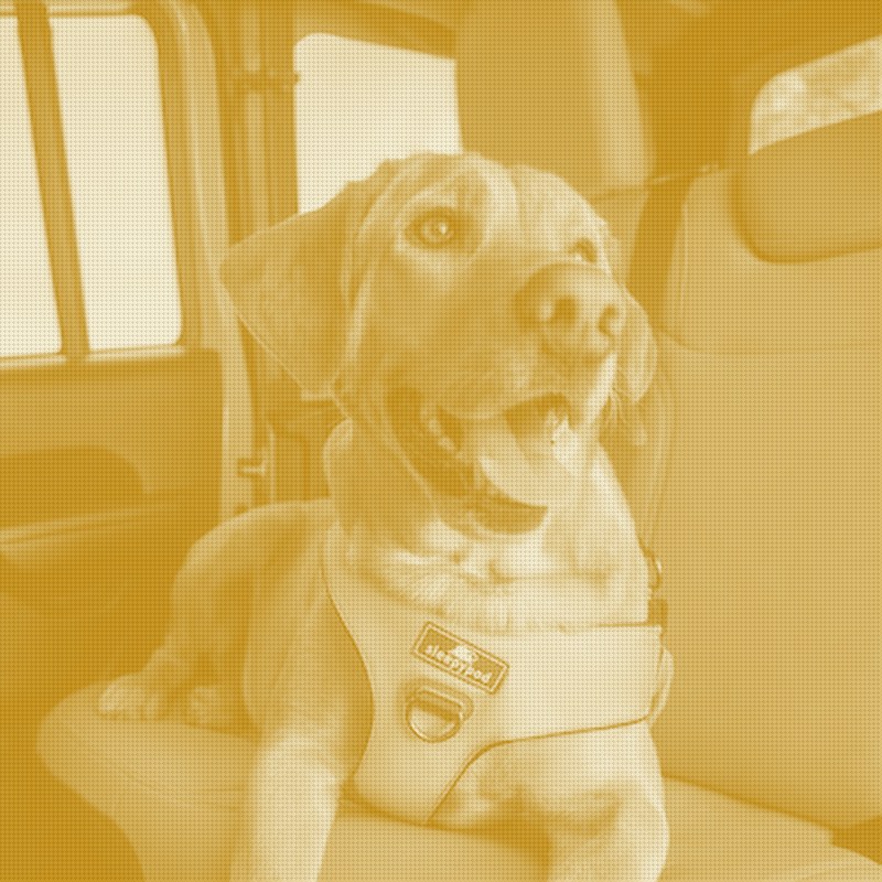 Sleepypod Rebrands as Paw Prosper Builds Out Its Pet-Health Family