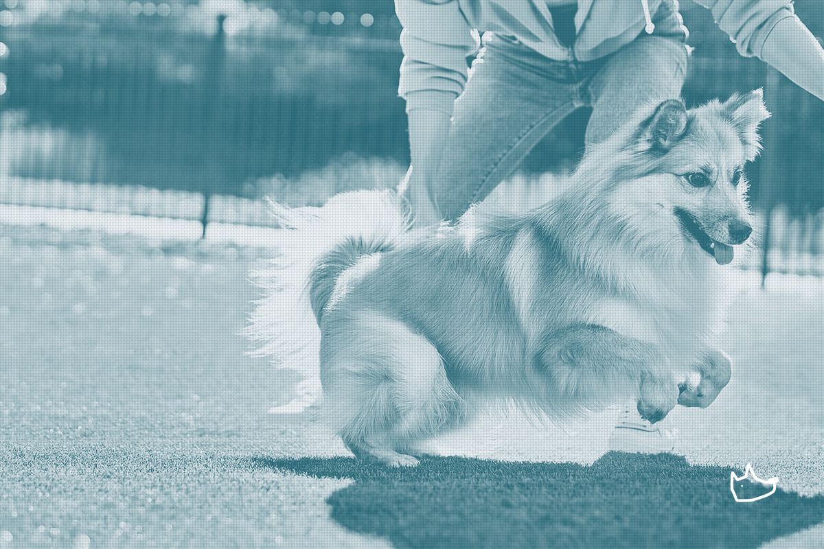 Purina's Cat Portfolio Is Carrying Nestle's Pet Care Growth, Again
