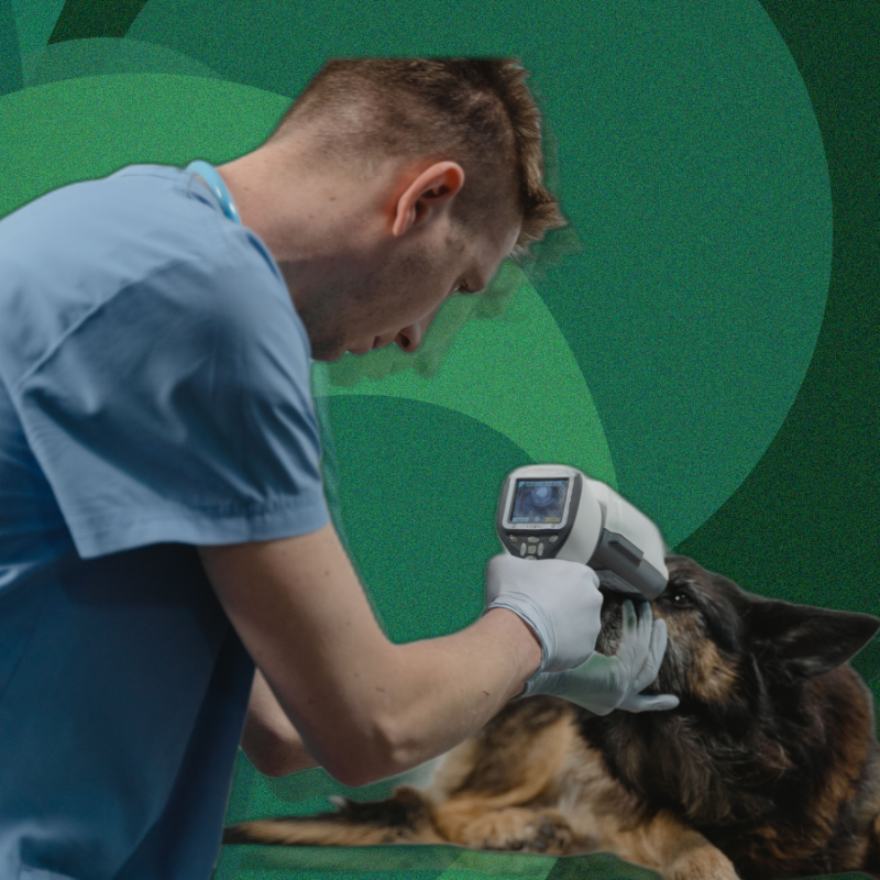 Where the Pet Tech Money Is Actually Going