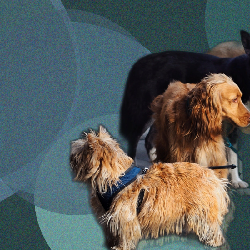 Pet Services Franchise Economics, Compared