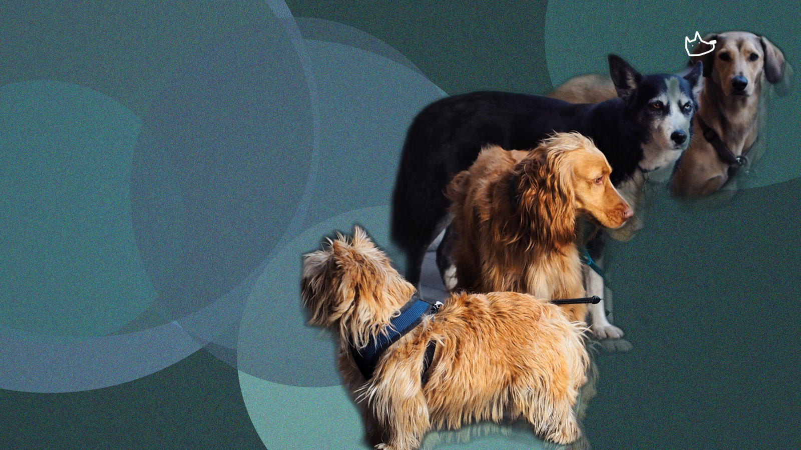 Pet Services Franchise Economics, Compared